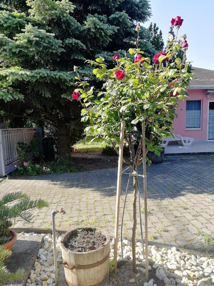 Fészek Apartmanház Vonyarcvashegy Exterior foto